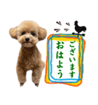 トイプードルのちゃちゃ(レッド)②（個別スタンプ：1）