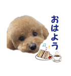 トイプードルのちゃちゃ(レッド)②（個別スタンプ：2）
