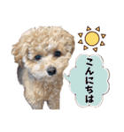 トイプードルのちゃちゃ(レッド)②（個別スタンプ：3）