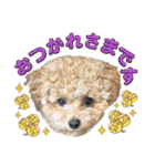 トイプードルのちゃちゃ(レッド)②（個別スタンプ：4）