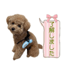 トイプードルのちゃちゃ(レッド)②（個別スタンプ：6）