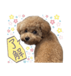 トイプードルのちゃちゃ(レッド)②（個別スタンプ：7）