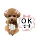 トイプードルのちゃちゃ(レッド)②（個別スタンプ：8）