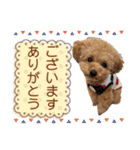 トイプードルのちゃちゃ(レッド)②（個別スタンプ：9）