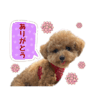 トイプードルのちゃちゃ(レッド)②（個別スタンプ：10）