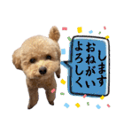 トイプードルのちゃちゃ(レッド)②（個別スタンプ：11）
