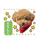 トイプードルのちゃちゃ(レッド)②（個別スタンプ：12）
