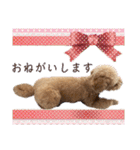 トイプードルのちゃちゃ(レッド)②（個別スタンプ：13）