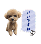トイプードルのちゃちゃ(レッド)②（個別スタンプ：14）