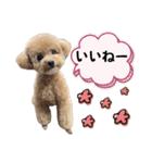 トイプードルのちゃちゃ(レッド)②（個別スタンプ：15）
