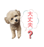 トイプードルのちゃちゃ(レッド)②（個別スタンプ：17）