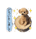 トイプードルのちゃちゃ(レッド)②（個別スタンプ：18）