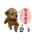 トイプードルのちゃちゃ(レッド)②（個別スタンプ：19）