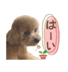 トイプードルのちゃちゃ(レッド)②（個別スタンプ：20）