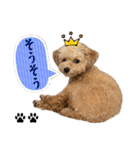 トイプードルのちゃちゃ(レッド)②（個別スタンプ：22）