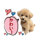 トイプードルのちゃちゃ(レッド)②（個別スタンプ：24）