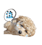 トイプードルのちゃちゃ(レッド)②（個別スタンプ：25）
