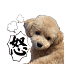 トイプードルのちゃちゃ(レッド)②（個別スタンプ：27）