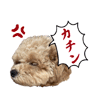 トイプードルのちゃちゃ(レッド)②（個別スタンプ：28）