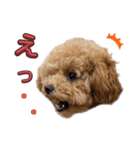 トイプードルのちゃちゃ(レッド)②（個別スタンプ：29）