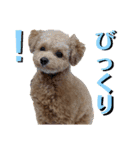 トイプードルのちゃちゃ(レッド)②（個別スタンプ：30）