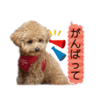 トイプードルのちゃちゃ(レッド)②（個別スタンプ：33）