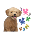 トイプードルのちゃちゃ(レッド)②（個別スタンプ：34）