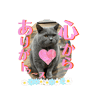 犬猫三昧❶❼（個別スタンプ：2）