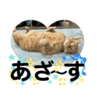 犬猫三昧❶❼（個別スタンプ：3）