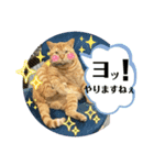 犬猫三昧❶❼（個別スタンプ：4）