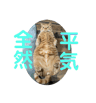 犬猫三昧❶❼（個別スタンプ：7）