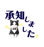 ハチワレ猫.大文字. よく使う（個別スタンプ：6）