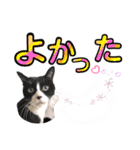 ハチワレ猫.大文字. よく使う（個別スタンプ：31）