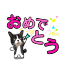 ハチワレ猫.大文字. よく使う（個別スタンプ：33）