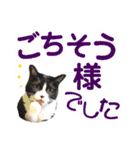 ハチワレ猫.大文字. よく使う（個別スタンプ：34）