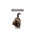 マンチカン子猫の動くスタンプ（個別スタンプ：7）