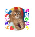 ねこまーち ブライトレッドプリンス（個別スタンプ：1）