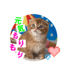 ねこまーち ブライトレッドプリンス（個別スタンプ：5）