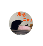 動くよ！にゃんにゃんズ（個別スタンプ：7）