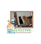 うごくうちの4にゃんと友だち猫のスタンプ（個別スタンプ：7）