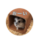 ムギの生活スタンプ（個別スタンプ：1）