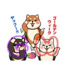 カメ柴#年中行事（個別スタンプ：14）