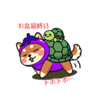 カメ柴#年中行事（個別スタンプ：28）