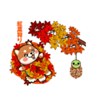 カメ柴#年中行事（個別スタンプ：33）