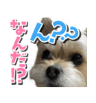 テンちゃんの日 day1（個別スタンプ：1）