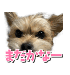 テンちゃんの日 day1（個別スタンプ：2）