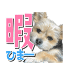 テンちゃんの日 day1（個別スタンプ：3）