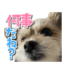テンちゃんの日 day1（個別スタンプ：5）