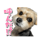 テンちゃんの日 day1（個別スタンプ：7）