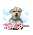 テンちゃんの日 day1（個別スタンプ：8）